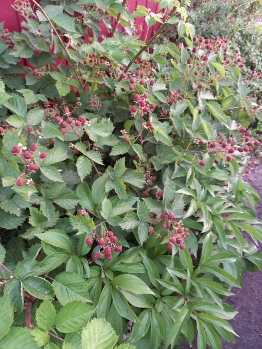 Дом по адресу (площадь 273,8 м²) - Atlanta.ua - фото 18