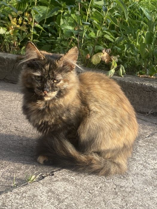 кошеня дівчинка безкоштовно!