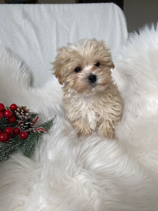 Супер красиві цуценятка мальтіпу ф1