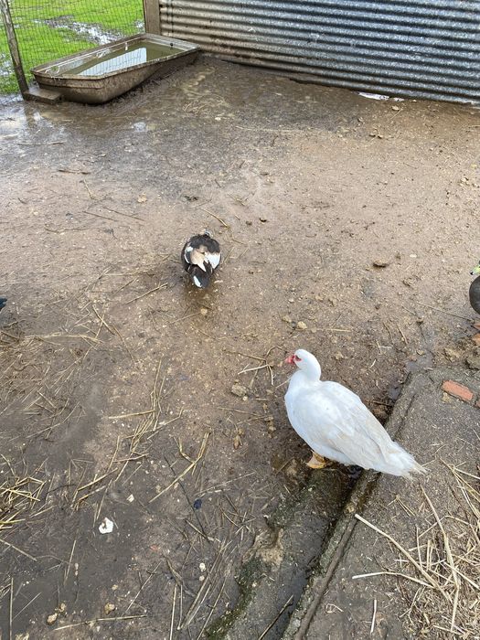 Patos mudos ainda não tem um ano