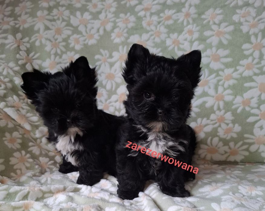 Yorkshire Terrier Black CUKIERECZKI Suczki