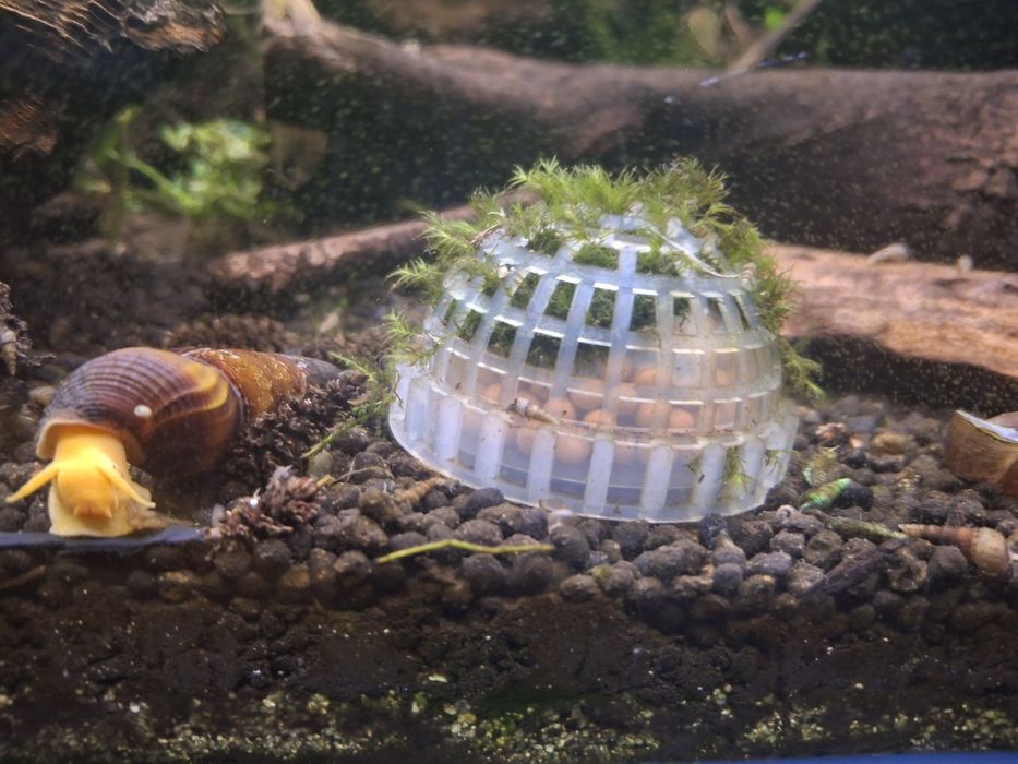 Bucephalandras variadas