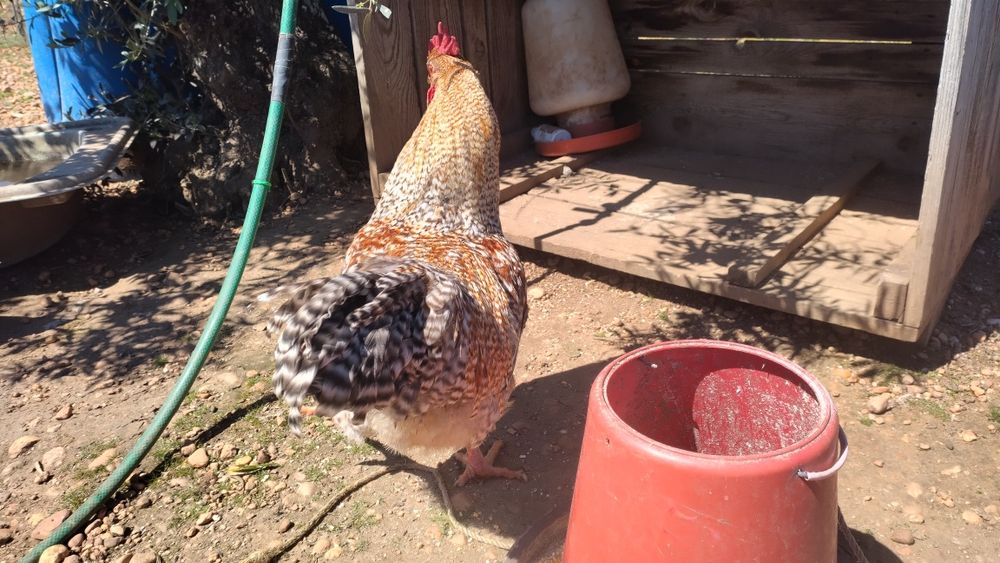 Galos para mudarem de capoeira