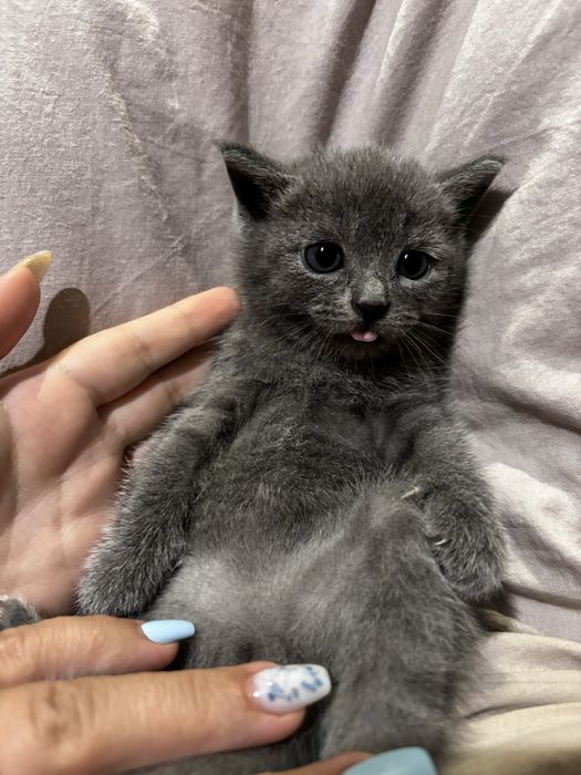 Кошенята шукають люблячу родину