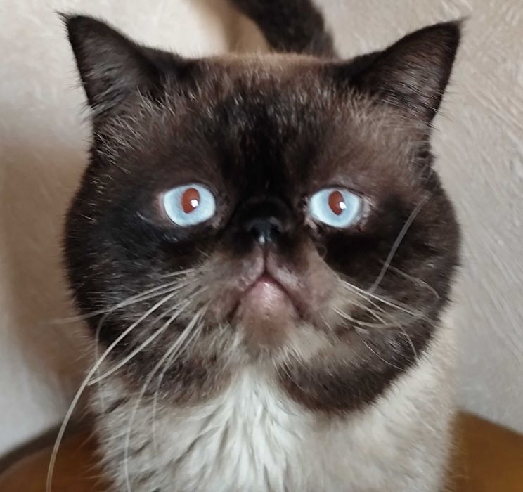 Продам кота-екзота