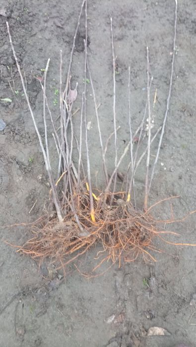 Підщепа 62 396. 90 штук на дорощування