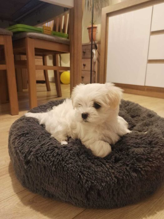 Śliczna suczka maltańczyk gotowa do odbioru.