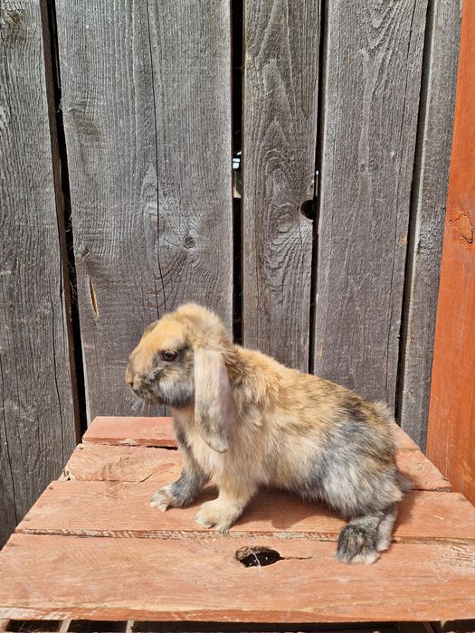 Karzełki baranki Mini Lop