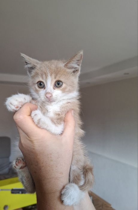 Котята в хорошие руки