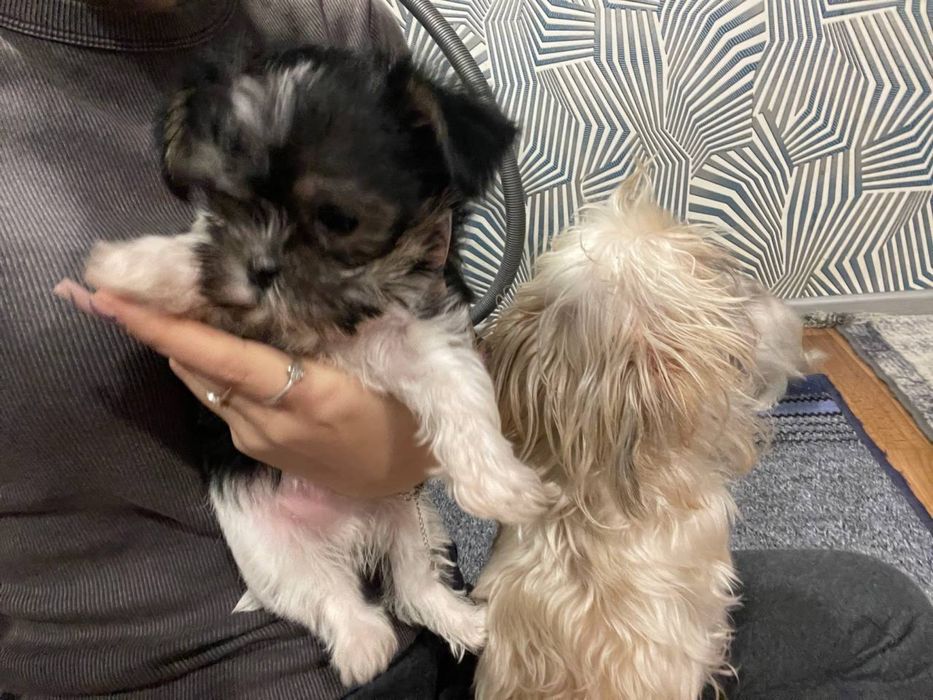 Продається собака міні йорк