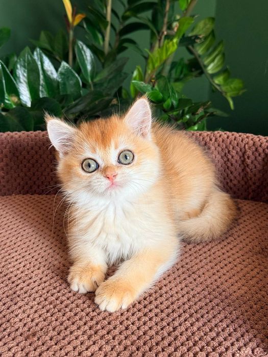 Британский котенок золотая шиншилла
Scottish fold