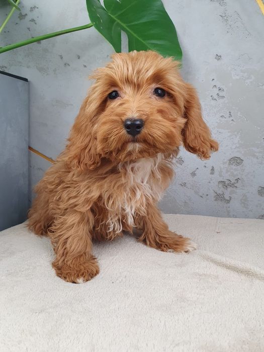 Cavapoo F1- Piękny Piesek