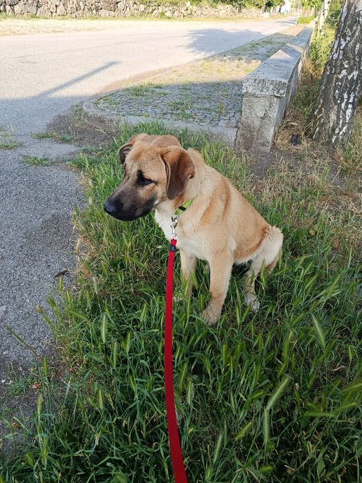 Cadela serra da estrela