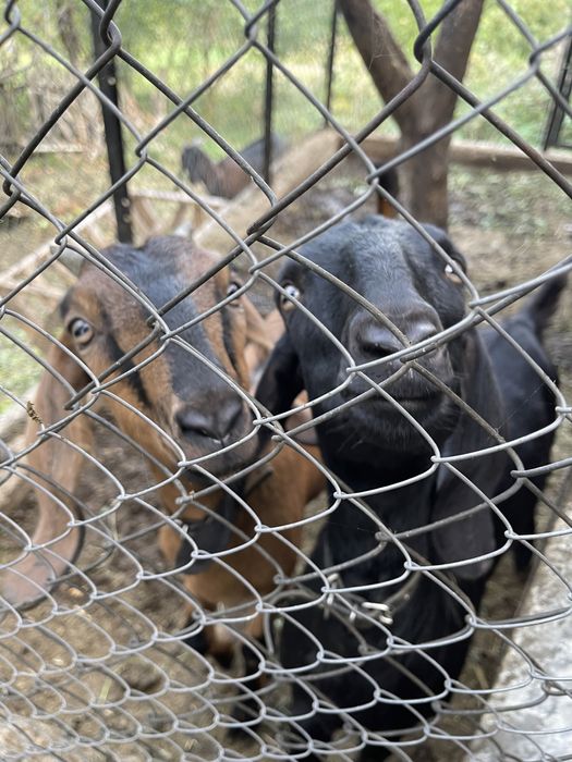 Англо- нубійські кози та козли