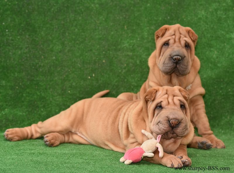 Шарпей, девочка хорс (вид шерсти)