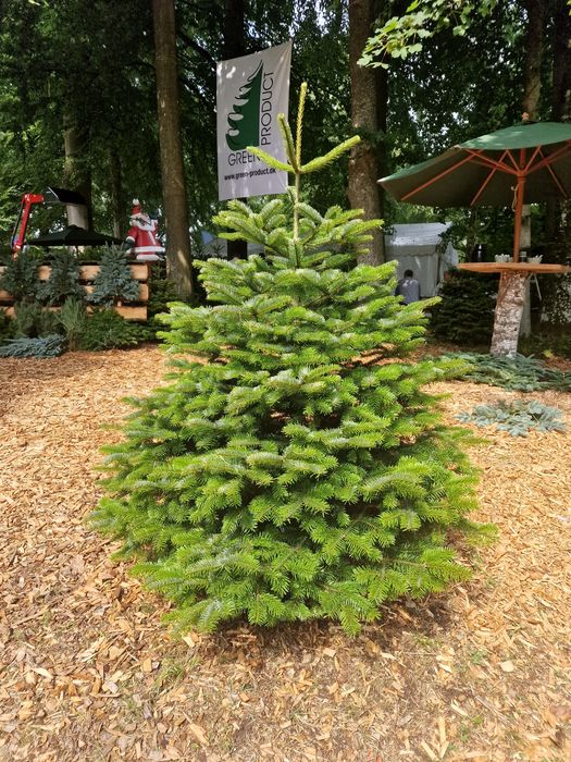 Jodła Kaukaska plantacja Dania