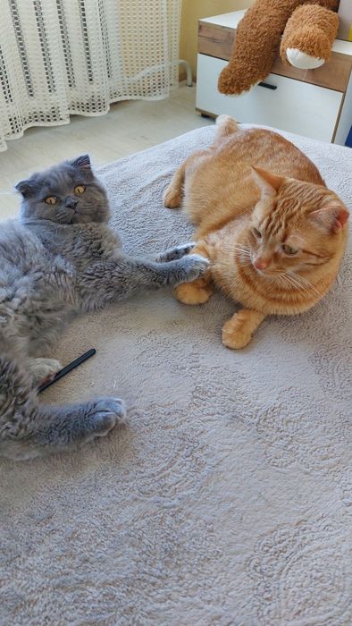 Перетримка котиків)