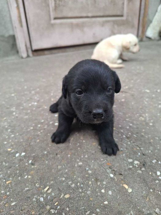 Цуцики лабрадора метиси продаж