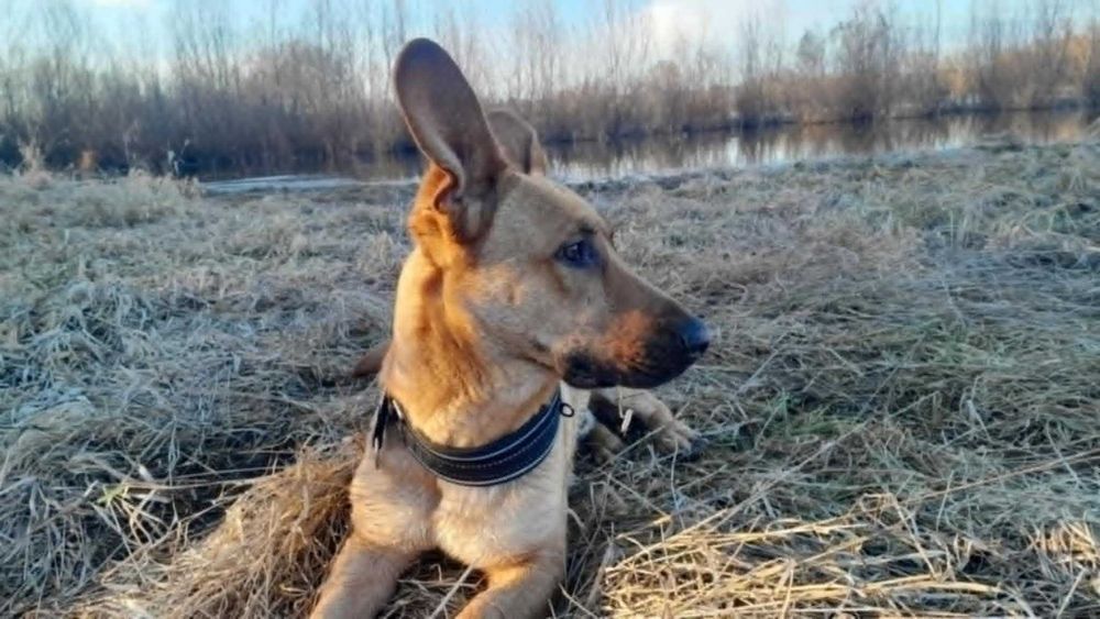 3 letni kundelek z wyprawką szuka domu