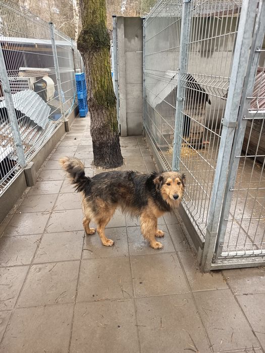 W typie owczarka szkockiego, 4 letni Skaza w schronisku, adopcja