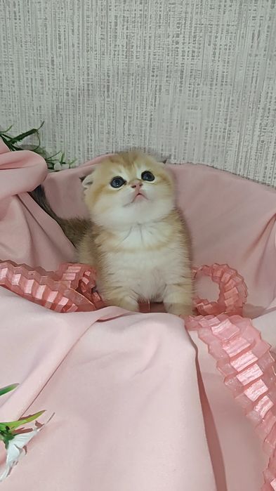 Девочка и мальчик золотые вислоухие шиншиллы
