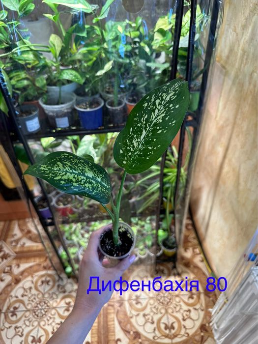 Розпродаю свою колекцію квітів