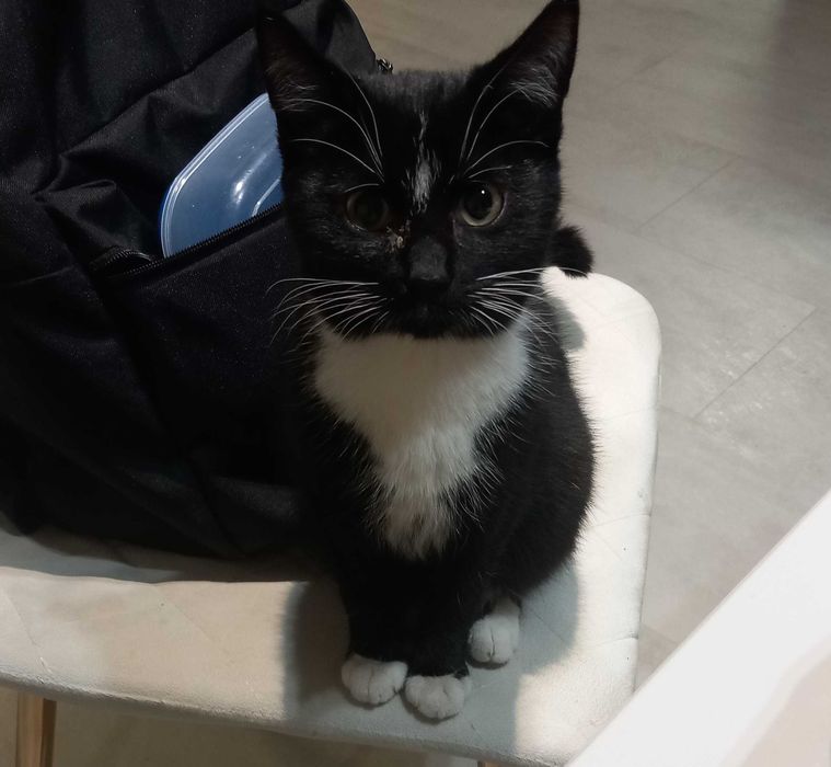 Znaleziono małego kota STRZEBIELINO