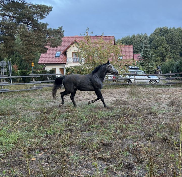 Sprzedam ogiera