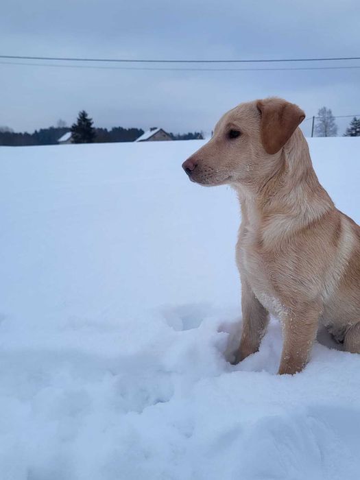 Pieski do oddania - tylko dobre domy