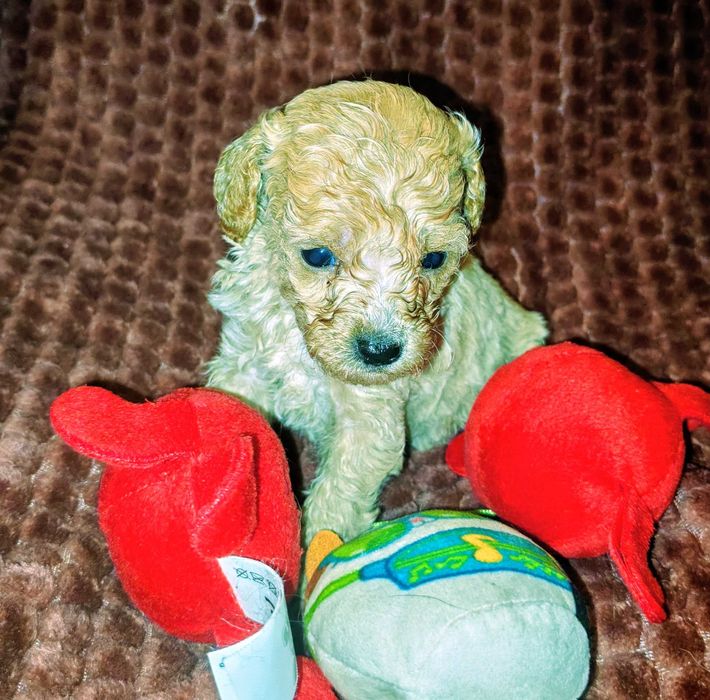 maltipoo apricot szczenie