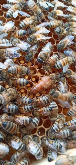 Matki pszczele Buckfast, B-Anatolica, B-VSH Sklenar 2026 FVAT Hig+, GZ