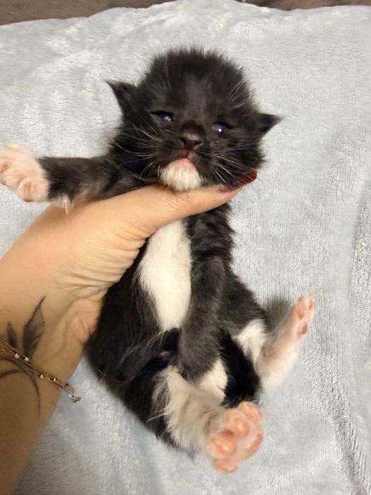 Хлопчик Мейн Кун є документи офіційний розплідник