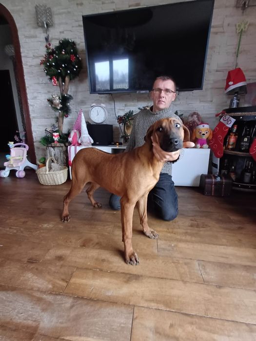 Rhodesian Ridgeback ZKwP FCI Piękna suczka ŚLĄSK CENA CAŁKOWITA