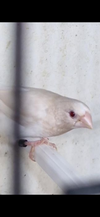 Bengalins de exposição a partir de 7:50 cada dependendo da mutação