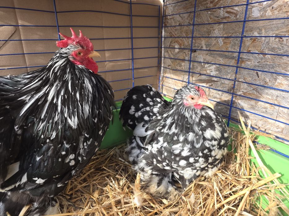 Karzełek kochin i karzełek łapciaty