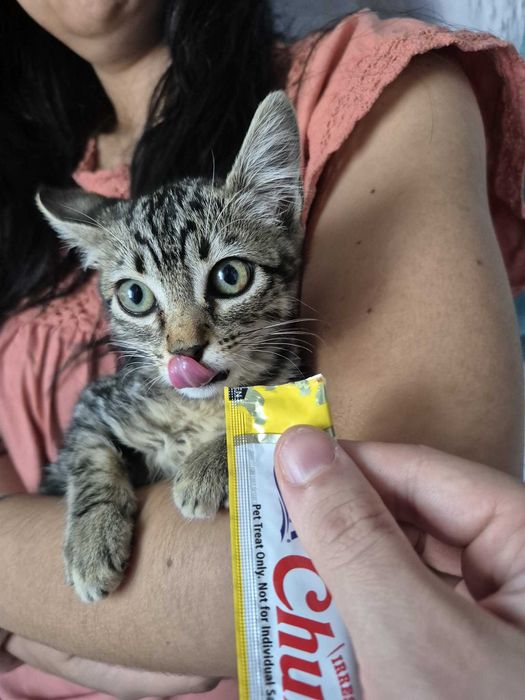Gata bebé fêmea para adoção responsável