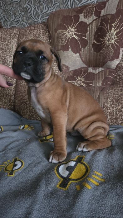 Нем боксер мальчик.