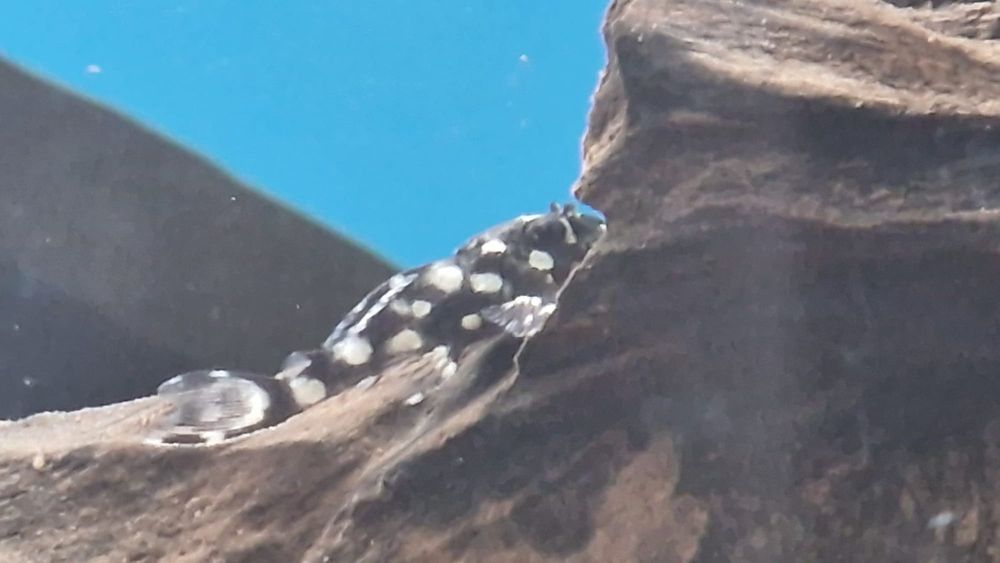 L201 Snowball Pleco