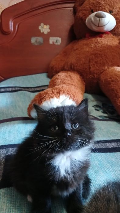 Шотландські кошенята
