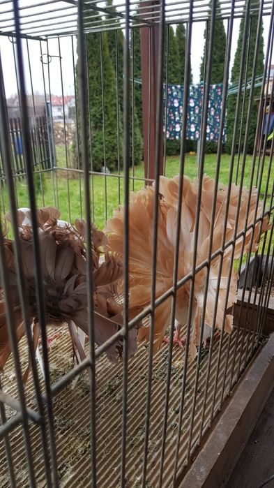 Gołębie Pawiki para