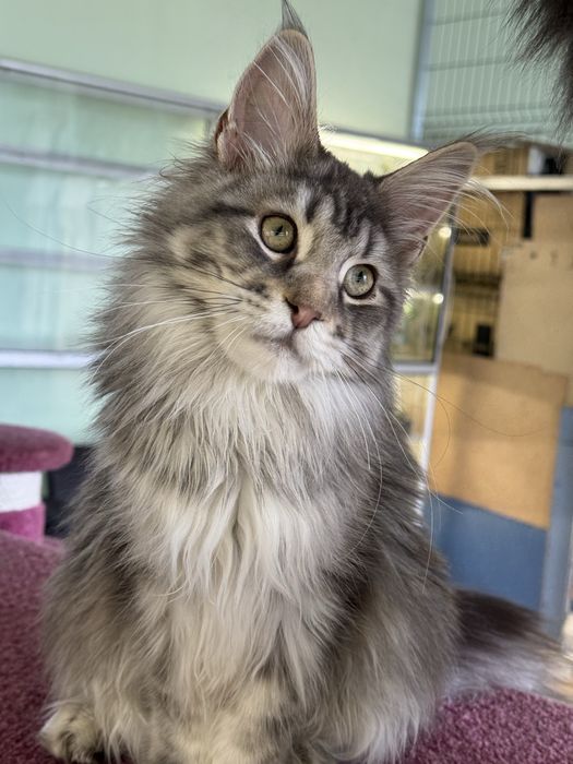 Девочка мейн кун