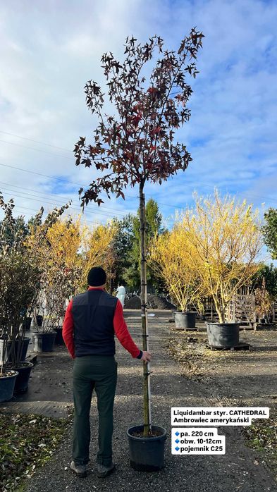 Ambrowiec Amerykański - Liquidambar styraciflua CATHEDRAL HURT/DETAL