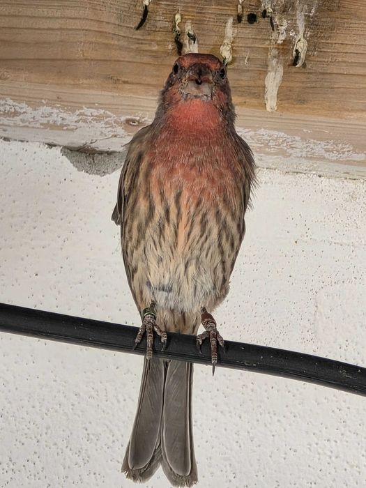 Carpodacus Mexicanus