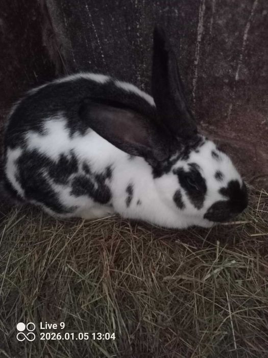 króliki tuszki samice samce