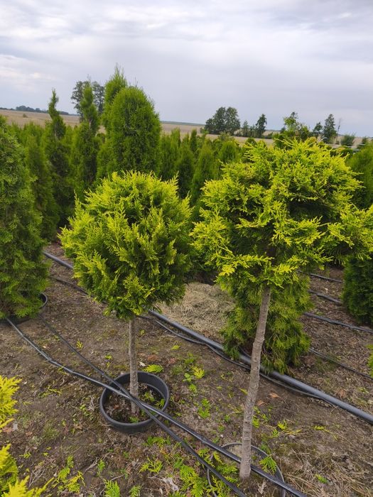 Cyprys Lawsona iwonne