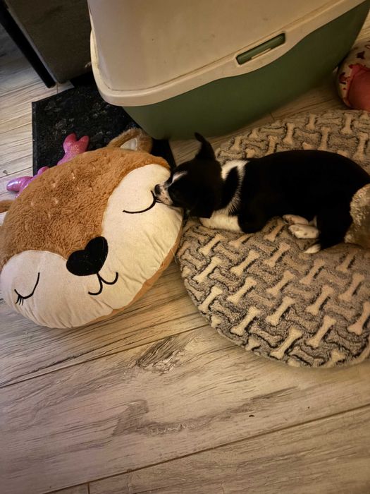 Śliczna dziewczynka Chihuahua