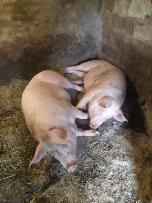 Продам свиней живою вагою