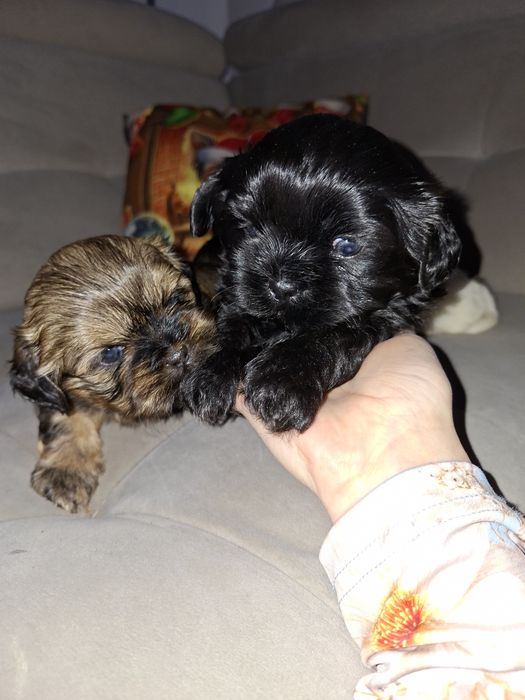 Pieski shih tzu szczeniaczki