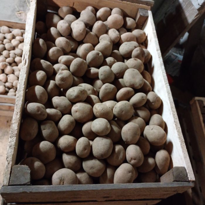 Ziemniaki Irga Wielkość sadzeniaka