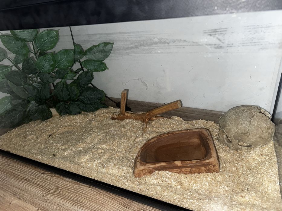Terrarium dla gadów